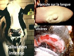 Sétif - LE DIRECTEUR RÉGIONAL DE LA CRMA DE SÉTIF TIRE LA SONNETTE D'ALARME “Le risque d'une épidémie de fièvre aphteuse est bien réel”