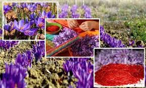 Algérie - Création de l’association nationale des producteurs de safran : Appelé «or rouge», son prix au kilo peut atteindre les 450 millions de centimes