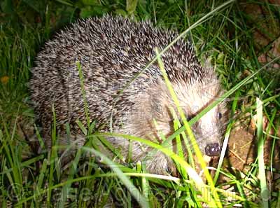 Tout savoir sur le Hérisson d'Algerie,l'ami des habitants du Sahara.