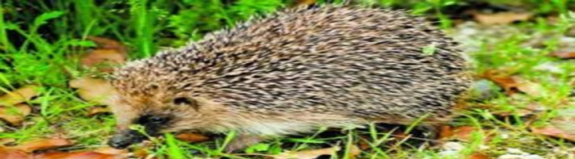 Connaître le Hérisson d'Algerie