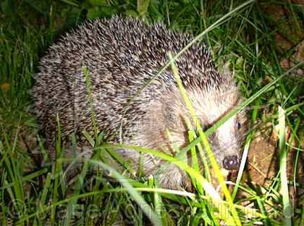 Qui sont les prédateurs naturels du hérisson' et quelle est sa nourriture'