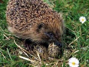 Ne  capturer pas un hérisson dans le but de le mettre dans votre jardin