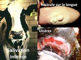 Algérie - La maladie a déjà touché dix wilayas: La fièvre aphteuse prise très au sérieux