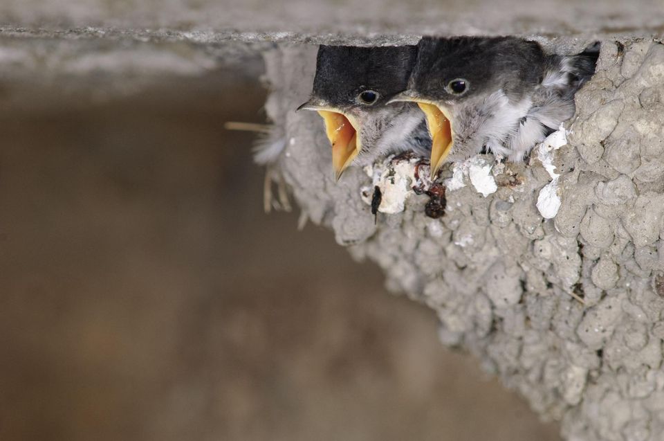 Planète - Destruction de la nature: un crime contre l’humanité