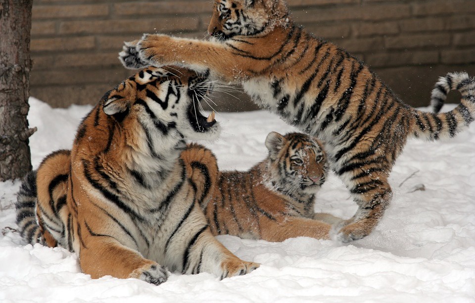 Planète - Journée internationale du tigre: SOS animal en danger!