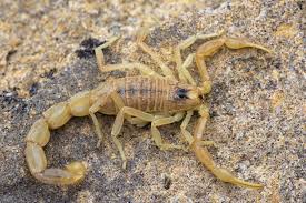 La prévention contre le scorpion