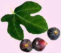 le Calendrier Agricole Berbère