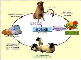 Chlef -  Campagne de sensibilisation contre le kyste hydatique