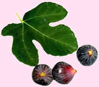 le Calendrier Agricole Berbère