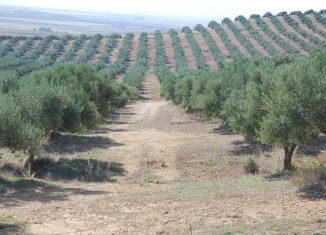 Maghreb - Tunisie: Le tourisme oléicole fait ses premiers pas. Une nouvelle «route de l’huile d’olive»