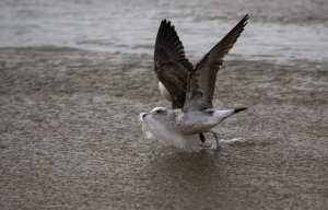 Planète - Le Chili est le premier pays d'Amérique du Sud à interdire les sacs plastiques