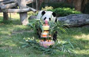 Planète - Zoo de Beauval (France): Yuan Meng, le bébé panda, a fêté son premier anniversaire avec ses fans
