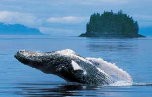 Planète - L’Australie s'oppose au Japon qui veut assouplir le moratoire sur la chasse à la baleine