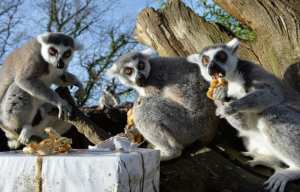 Planète - Madagascar: 95% des lémuriens sont «sur le point de s'éteindre»