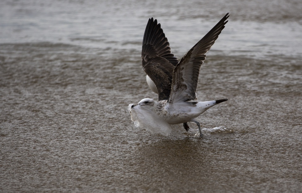 Planète - Le Chili est le premier pays d'Amérique du Sud à interdire les sacs plastiques