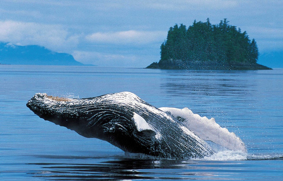 Planète - L’Australie s'oppose au Japon qui veut assouplir le moratoire sur la chasse à la baleine