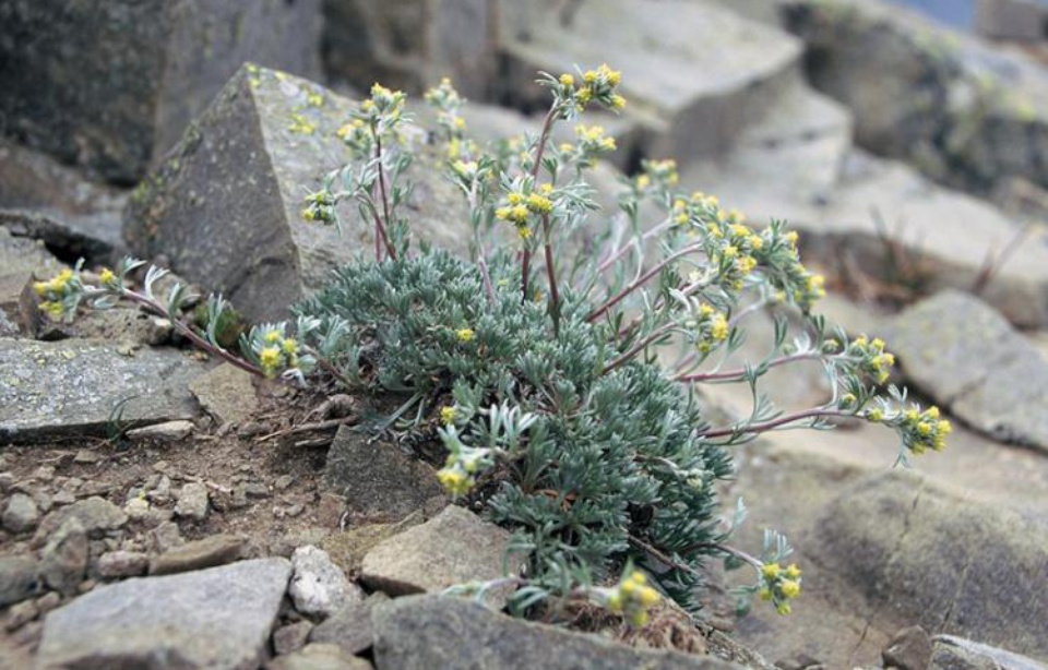 Planète - Mercantour (France): Attention à ne pas abuser du génépi dans le parc national (on parle bien de l'herbe)