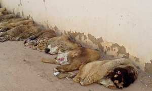 Algérie - Ministère de l’Industrie: campagne de collecte des peaux des sacrifices de l'Aïd El-Adha