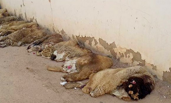 Algérie - Ministère de l’Industrie: campagne de collecte des peaux des sacrifices de l'Aïd El-Adha