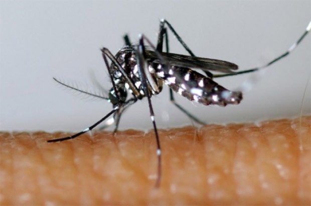 IL A FAIT SES PREMIÈRES VICTIMES:  Le moustique tigre arrive à Alger