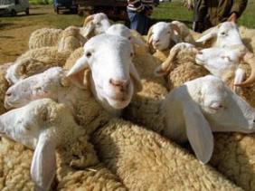 Aid el Adha : Alger dotée de 105 points de vente directe de moutons