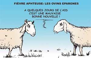 Tlemcen : campagne de sensibilisation sur la fièvre aphteuse