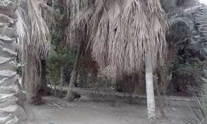 Situation préoccupante du Jardin Public London à Biskra, Espace vert historique de la ville de Biskra créé en 1875, le Jardin Landon, se meurt faute d’eau d’irrigation