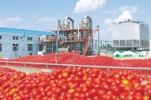 Algérie - TOMATE INDUSTRIELLE: Une filière malmenée par les scandales