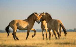 MONGOLIE : LE RETOUR DES CHEVAUX SAUVAGES DE PRZEWALSKI