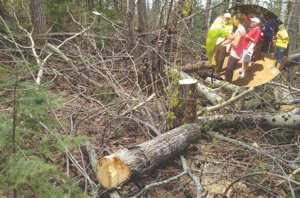 Cheraga (Alger) - ABATTAGE DES ARBRES À BOUCHAOUI: La mobilisation continue