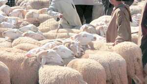 أياما قبيل حلول عيد الأضحى المبارك  التهاب أسعار الأضاحي بتلمسان