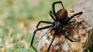 الأرملة السوداء تستقر في كيبيك وفي أوتاوا