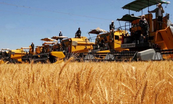 Près de trois millions de quintaux de céréales récoltés à Tlemcen