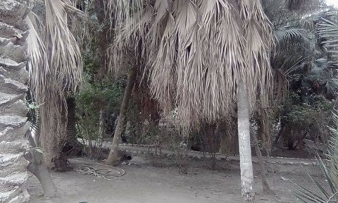 Situation préoccupante du Jardin Public London à Biskra, Espace vert historique de la ville de Biskra créé en 1875, le Jardin Landon, se meurt faute d’eau d’irrigation