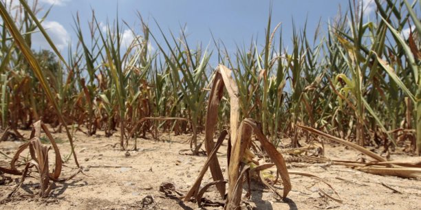 Planète - Perte de la moitié de la surface cultivée en 2018 à cause de la sécheresse en Irak