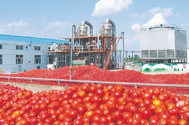 Algérie - TOMATE INDUSTRIELLE: Une filière malmenée par les scandales