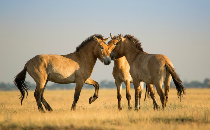 MONGOLIE : LE RETOUR DES CHEVAUX SAUVAGES DE PRZEWALSKI