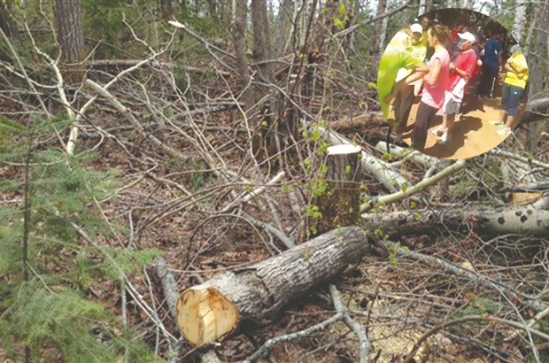 Cheraga (Alger) - ABATTAGE DES ARBRES À BOUCHAOUI: La mobilisation continue