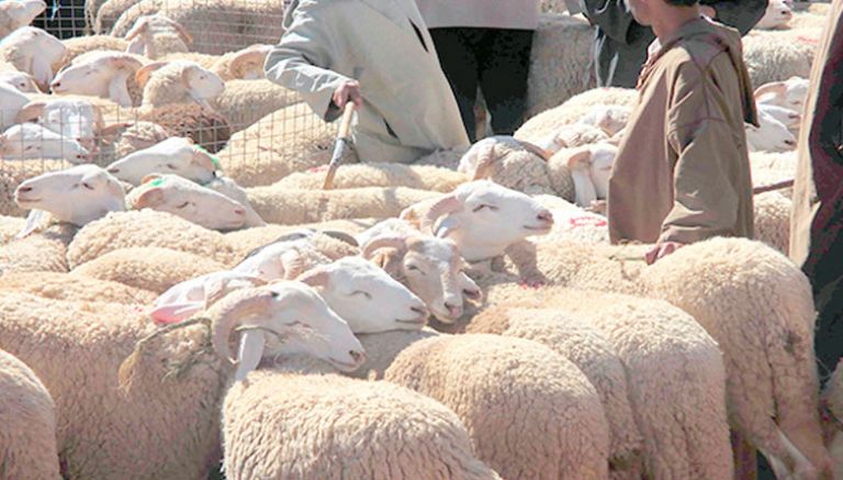 أياما قبيل حلول عيد الأضحى المبارك  التهاب أسعار الأضاحي بتلمسان