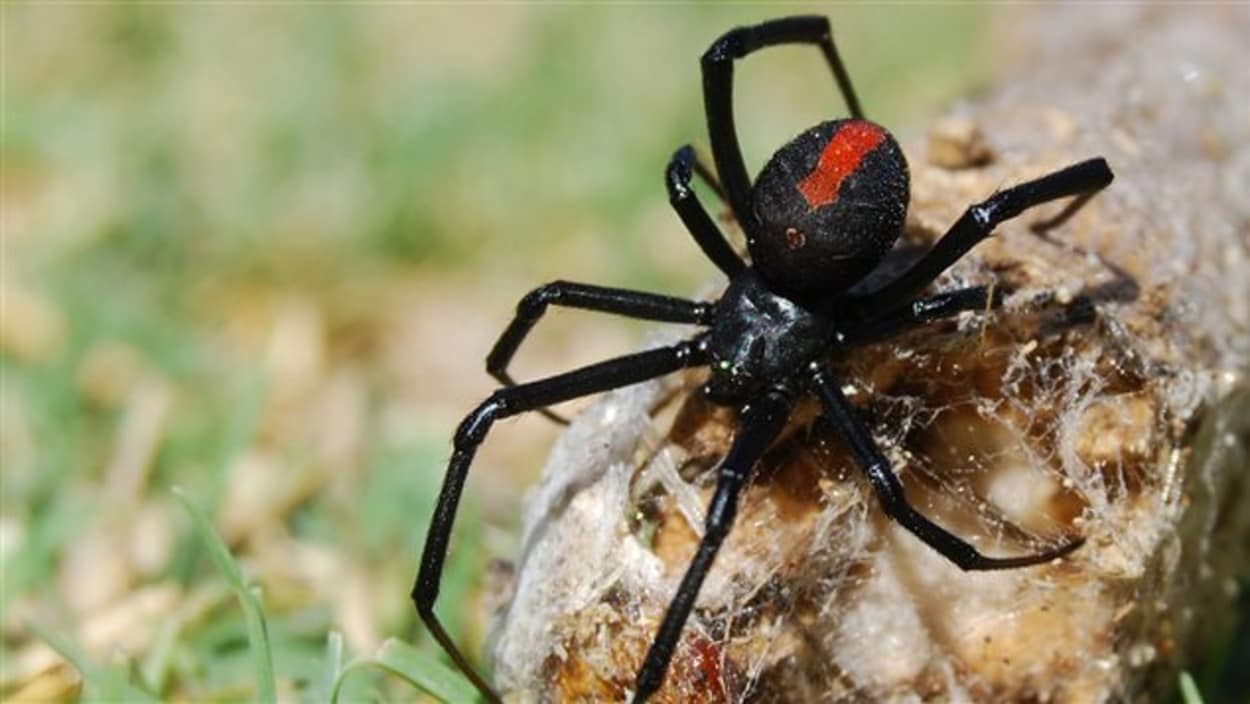 الأرملة السوداء تستقر في كيبيك وفي أوتاوا