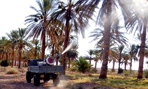 Phœniciculture à El Oued: 1.2 million de palmiers seront traités contre le Boufaroua et Myelois en 2018