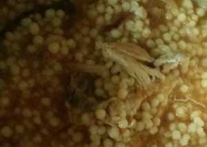 محمصيه بالدجاج او اللحم