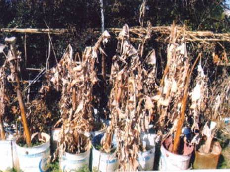 Curieux sabotage d'une pépinière                                    Tlemcen : les autres articles