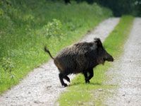 Médéa                                    Faute de battues, le sanglier cause des ravages aux récoltes