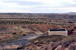 Bouira - Le sud de la wilaya menacé par la désertification  Ceinture oléicole