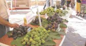 Chabet El Ameur (Boumerdès) -  la Fête de la figue à Aït Ali