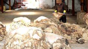 Constantine - Satisfecit du directeur de l'industrie  Collecte des peaux de moutons