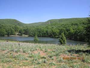 Béjaïa -  Appel pour la protection de la forêt d’Akfadou