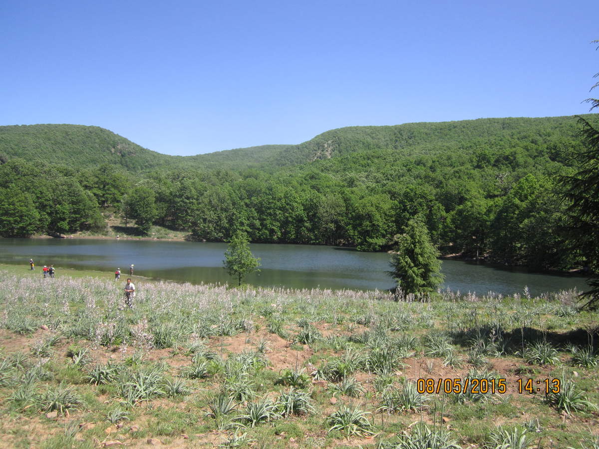 Béjaïa -  Appel pour la protection de la forêt d’Akfadou