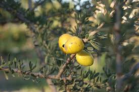Mostaganem - De l’arganier à la Stidia